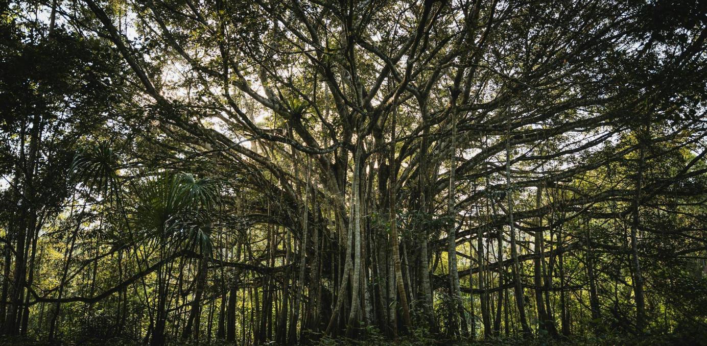 header-NBS-off (1).jpg